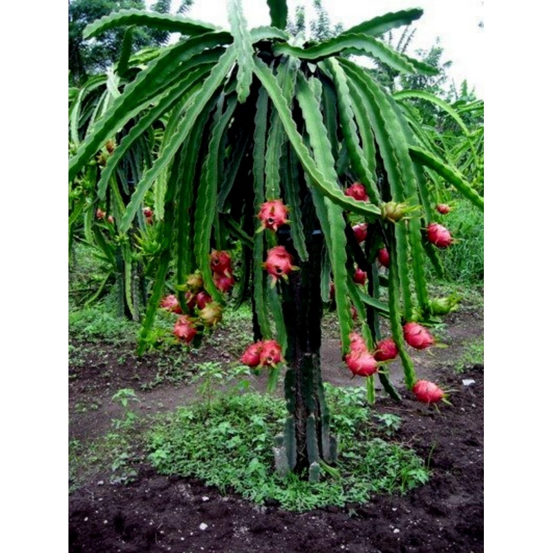 2.5 Graines Pitaya Fruit Du Dragon Rouge (Hylocereus costaricensis)