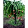 2.5 Graines Pitaya Fruit Du Dragon Rouge (Hylocereus costaricensis)
