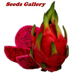 2.5 Graines Pitaya Fruit Du Dragon Rouge (Hylocereus costaricensis)