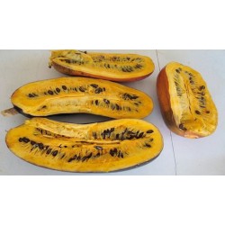 Sementes de Melão Croá ou Caboclo-Cassabanana (Sicana odorifera)