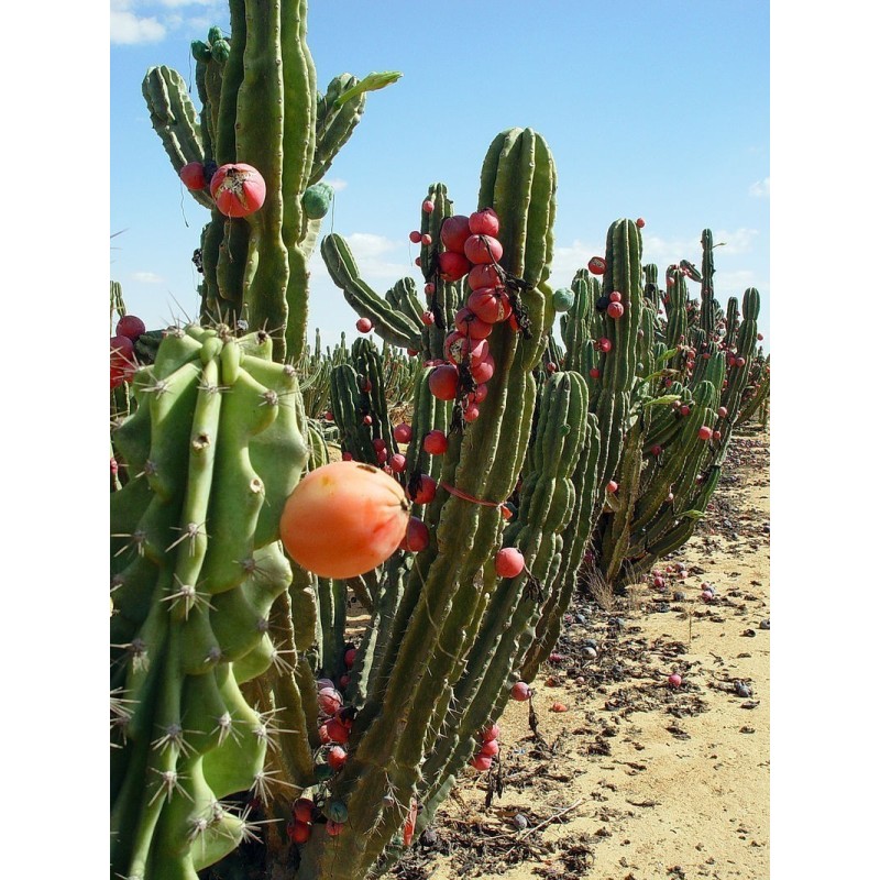 Caracore Cactus Seeds (Cereus dayamii)  - 2