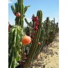 Caracore Cactus Seeds (Cereus dayamii)  - 2