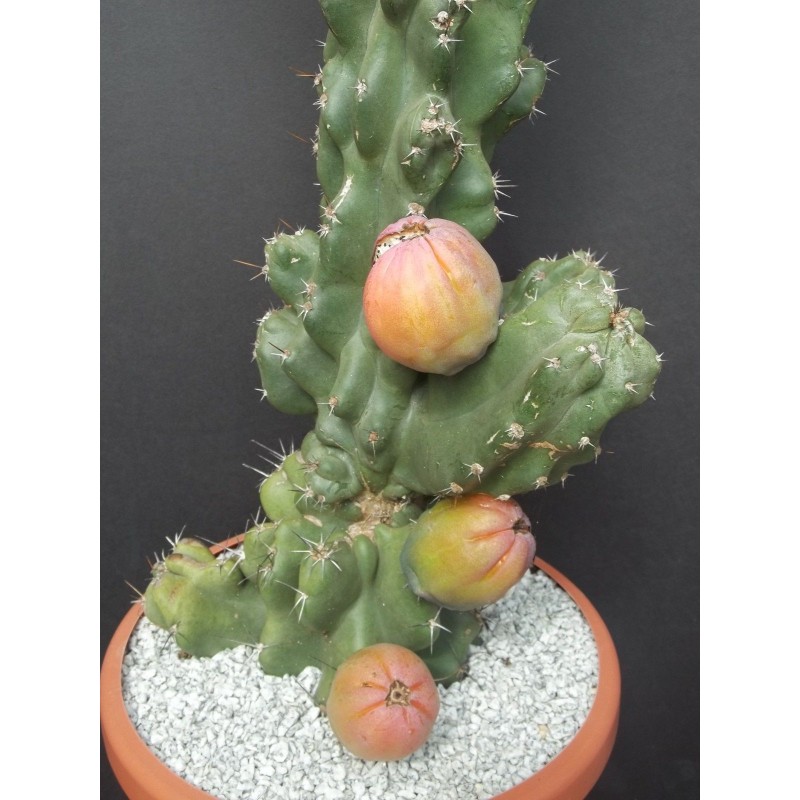 Caracore Cactus Seeds (Cereus dayamii)  - 3