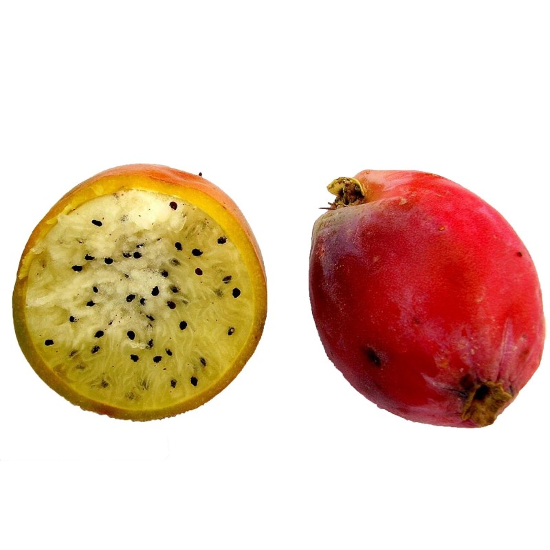 Caracore Cactus Seeds (Cereus dayamii)  - 1