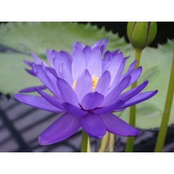 Lotus Lotosblumen Samen gemischte Farben (Nelumbo nucifera) 2.55 - 5