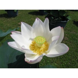 Samen Indische Lotusblume Nelumbo nucifera seeds,sacred lotus  50-100 white 