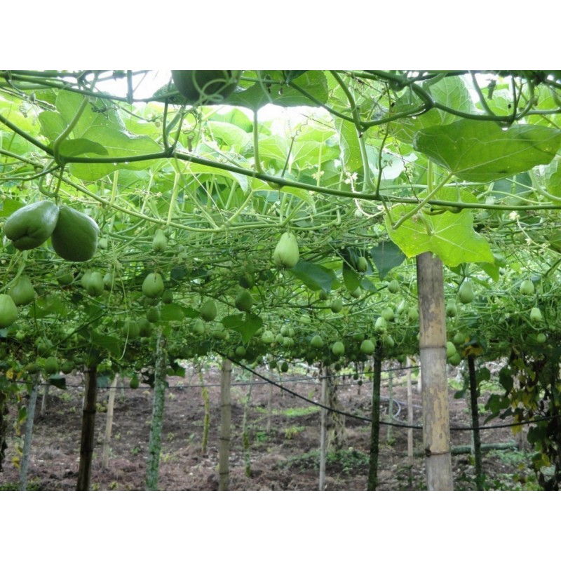 Σπόροι λαχανικών Chayote (Sechium edule) | Price: 5,00 € 🌳🌼🌸🌿🌱🍉