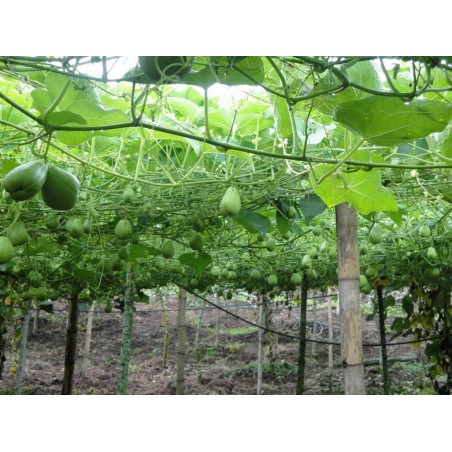 Σπόροι λαχανικών Chayote (Sechium edule) | Price: 5,00 € 🌳🌼🌸🌿🌱🍉