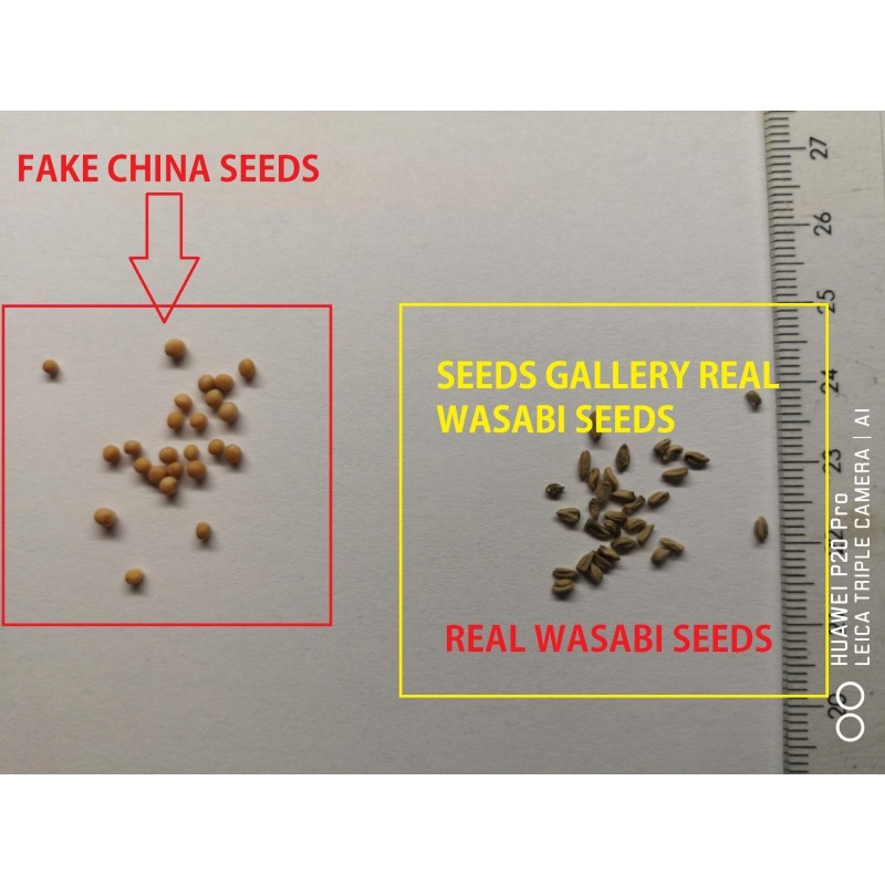 Wasabi Seeds (Wasabia japonica, Eutrema japonicum) Price €7.50