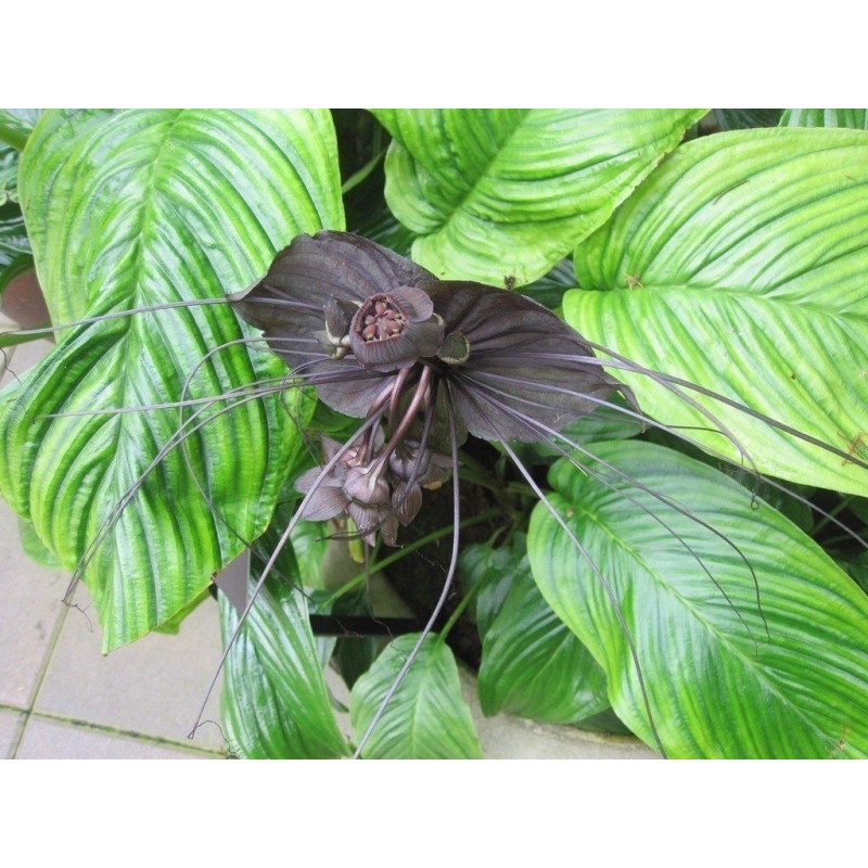 BLACK BAT FLOWER Seeds (Tacca chantrieri)  - 3
