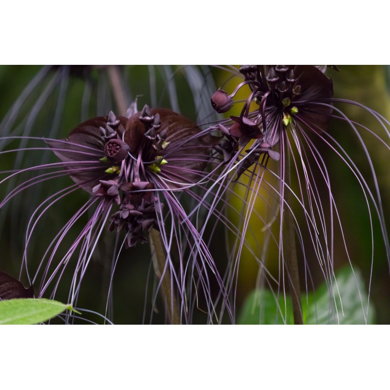 BLACK BAT FLOWER Seeds (Tacca chantrieri)  - 4