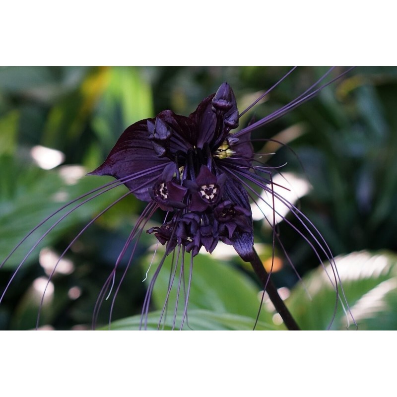 BLACK BAT FLOWER Seeds (Tacca chantrieri)  - 5