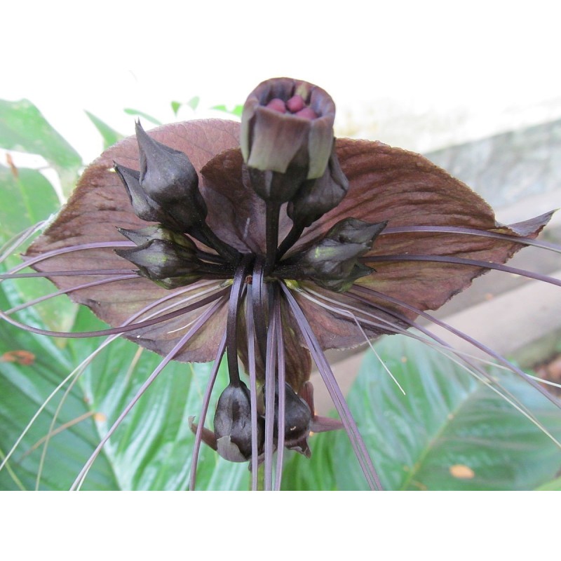 BLACK BAT FLOWER Seeds (Tacca chantrieri)  - 6
