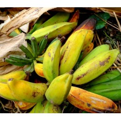 Wild Banana Seeds (Musa balbisiana) 2.25 - 6