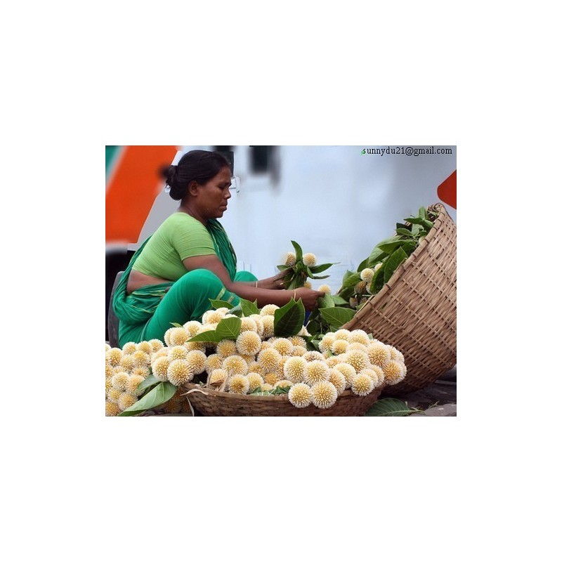 Burflower-Tree, Laran Seeds (Neolamarckia cadamba)  - 3