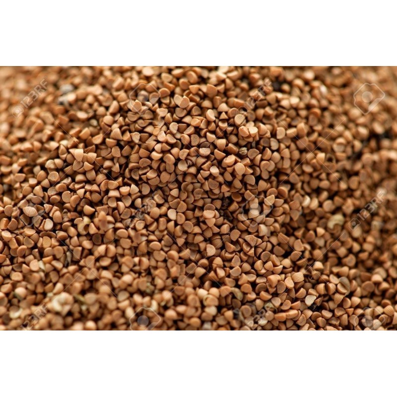 Burflower-Tree, Laran Seeds (Neolamarckia cadamba)  - 4