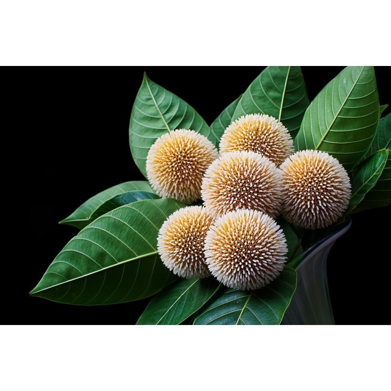 Burflower-Tree, Laran Seeds (Neolamarckia cadamba)  - 5