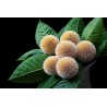 Burflower-Tree, Laran Seeds (Neolamarckia cadamba)  - 5