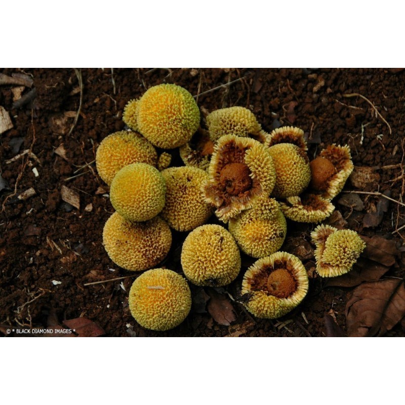 Burflower-Tree, Laran Seeds (Neolamarckia cadamba)  - 6