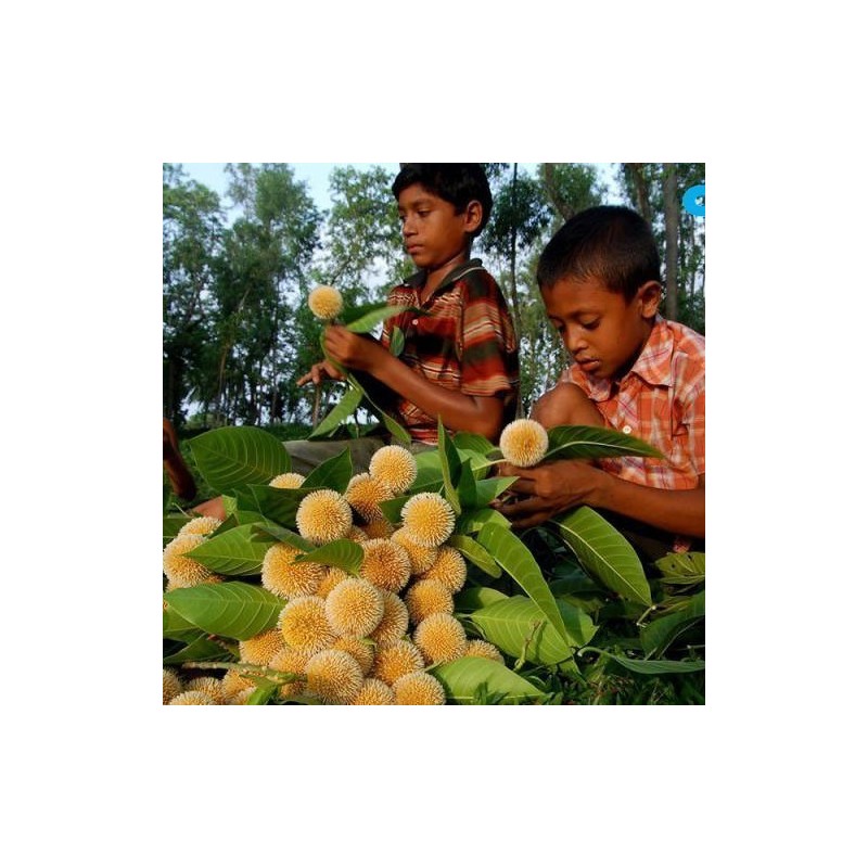 Burflower-Tree, Laran Seeds (Neolamarckia cadamba)  - 2