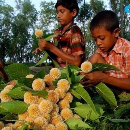 Burflower-Tree, Laran Seeds (Neolamarckia cadamba)  - 2