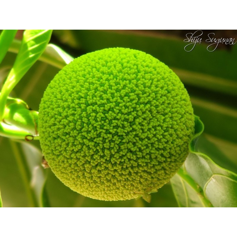 Burflower-Tree, Laran Seeds (Neolamarckia cadamba)  - 7