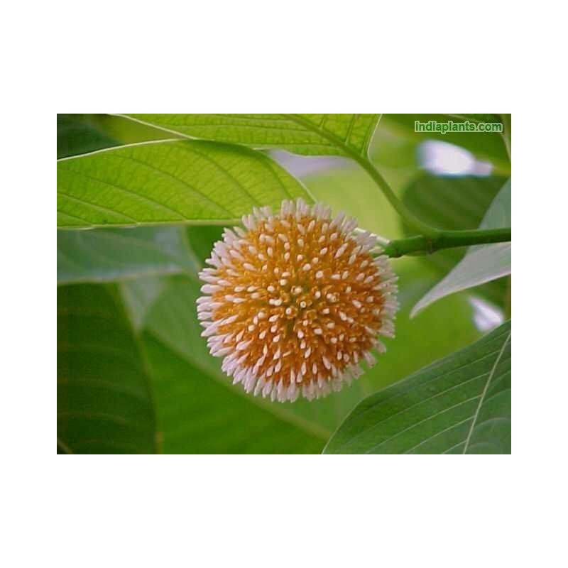 Burflower-Tree, Laran Seeds (Neolamarckia cadamba)  - 8
