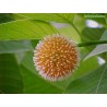 Burflower-Tree, Laran Seeds (Neolamarckia cadamba)  - 8