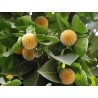 Burflower-Tree, Laran Seeds (Neolamarckia cadamba)  - 9