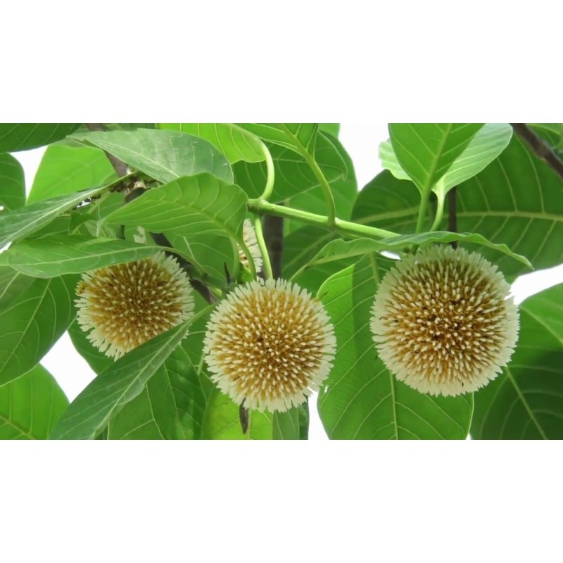 Burflower-Tree, Laran Seeds (Neolamarckia cadamba)  - 10