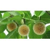 Burflower-Tree, Laran Seeds (Neolamarckia cadamba)  - 10