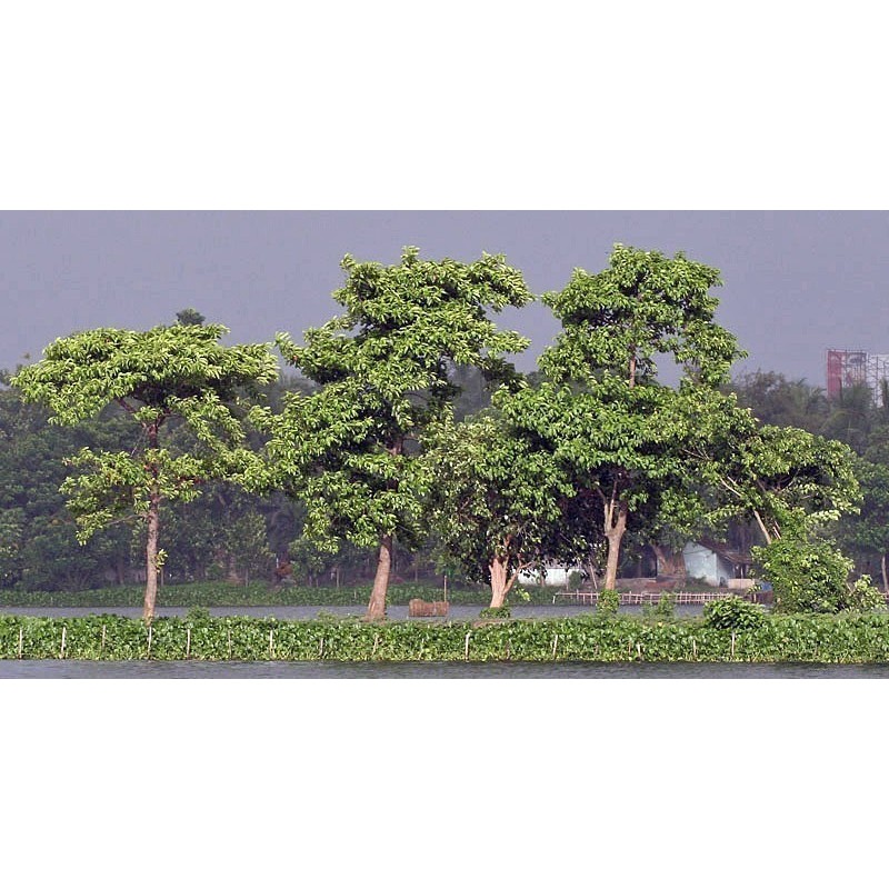 Burflower-Tree, Laran Seeds (Neolamarckia cadamba)  - 11