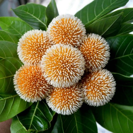 Burflower-Tree, Laran Seeds (Neolamarckia cadamba)  - 1
