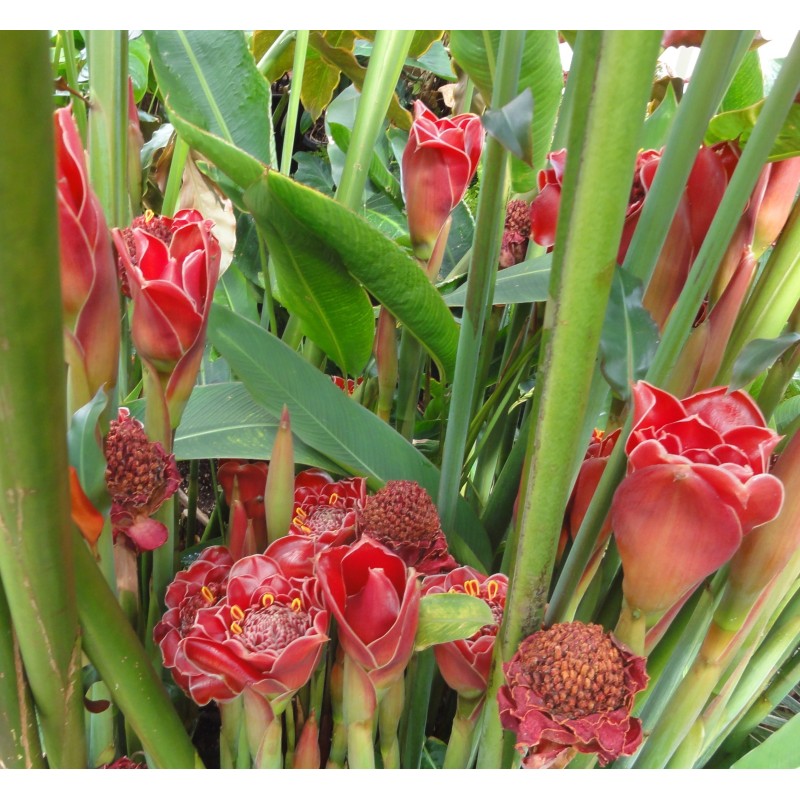 Edible Torch Ginger Seeds (Etlingera elatior) Cena €1.55
