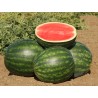 9.95 400 Seeds Watermelon Crimson Sweet