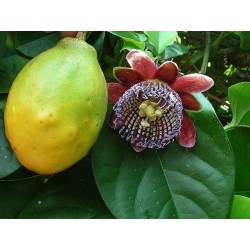 Semi Passiflora quadrangularis