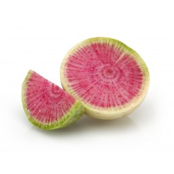 Wassermelonen Radieschen Samen 1.95 - 2