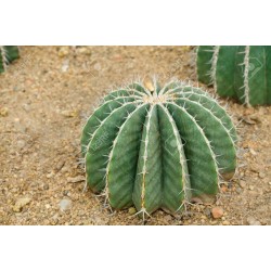 Sementes de Cacto tambor do México (Ferocactus Schwarzii) 2.049999 - 1