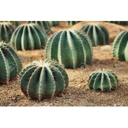 Mexico Barrel Cactus - Ferocactus Schwarzii Seeds 2.049999 - 2