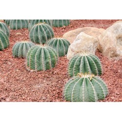 Sementes de Cacto tambor do México (Ferocactus Schwarzii) 2.049999 - 3