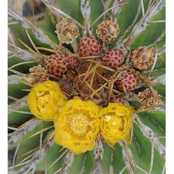 Mexico Barrel Cactus - Ferocactus Schwarzii Seeds 2.049999 - 6