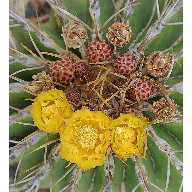 Semillas Cactus Barril De México (Ferocactus Schwarzii) 2.049999 - 6