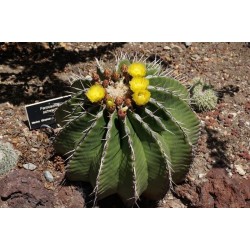 Mexico Barrel Cactus - Ferocactus Schwarzii Seeds 2.049999 - 4