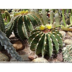 Mexico Barrel Cactus - Ferocactus Schwarzii Seeds 2.049999 - 5