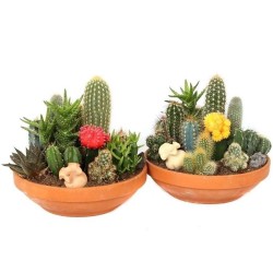 Sementes de Cactus Mix - Cactos Ornamentais 2.25 - 3