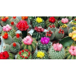 Semillas De Cactus Mix 15 Especies Diferentes 2.25 - 1