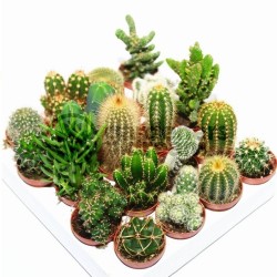 Semillas De Cactus Mix 15 Especies Diferentes 2.25 - 2