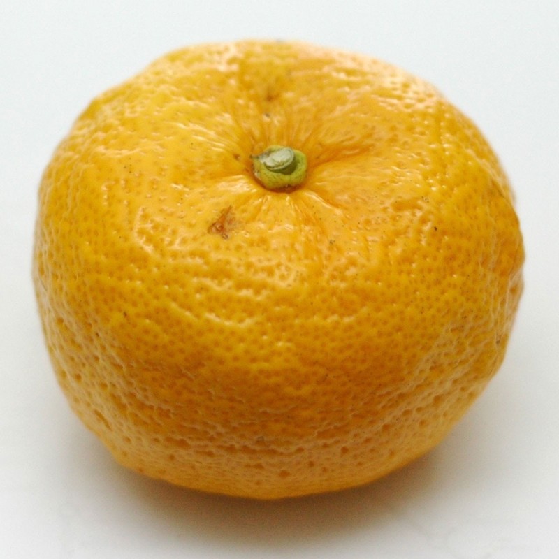 4.15 Semi di Yuzu Agrumi giapponesi -20 ° C (Citrus junos)