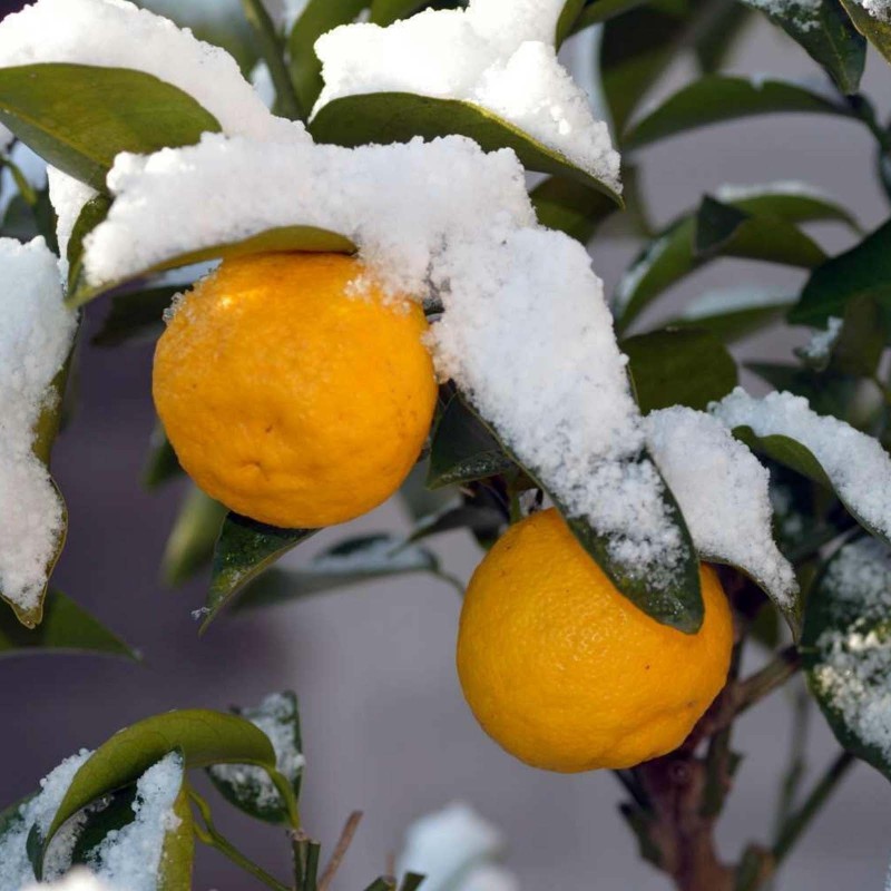 4.15 Semi di Yuzu Agrumi giapponesi -20 ° C (Citrus junos)