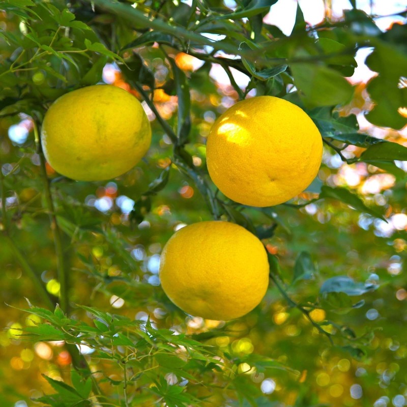4.15 Semi di Yuzu Agrumi giapponesi -20 ° C (Citrus junos)
